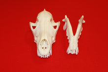 Load image into Gallery viewer, XL Wolf Skull - 2021-06
