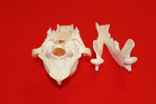 Load image into Gallery viewer, XL Wolf Skull - 2021-06
