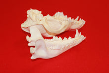 Load image into Gallery viewer, XL Wolf Skull - 2021-06
