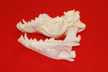 Load image into Gallery viewer, XL Wolf Skull - 2021-06
