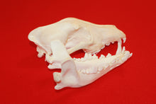 Load image into Gallery viewer, XL Wolf Skull - 2021-06
