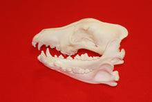 Load image into Gallery viewer, XL Wolf Skull - 2021-06
