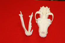 Load image into Gallery viewer, XL Wolf Skull - 2021-06
