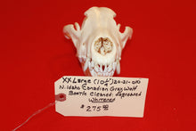 Load image into Gallery viewer, XXL Wolf Skull - 2021-10
