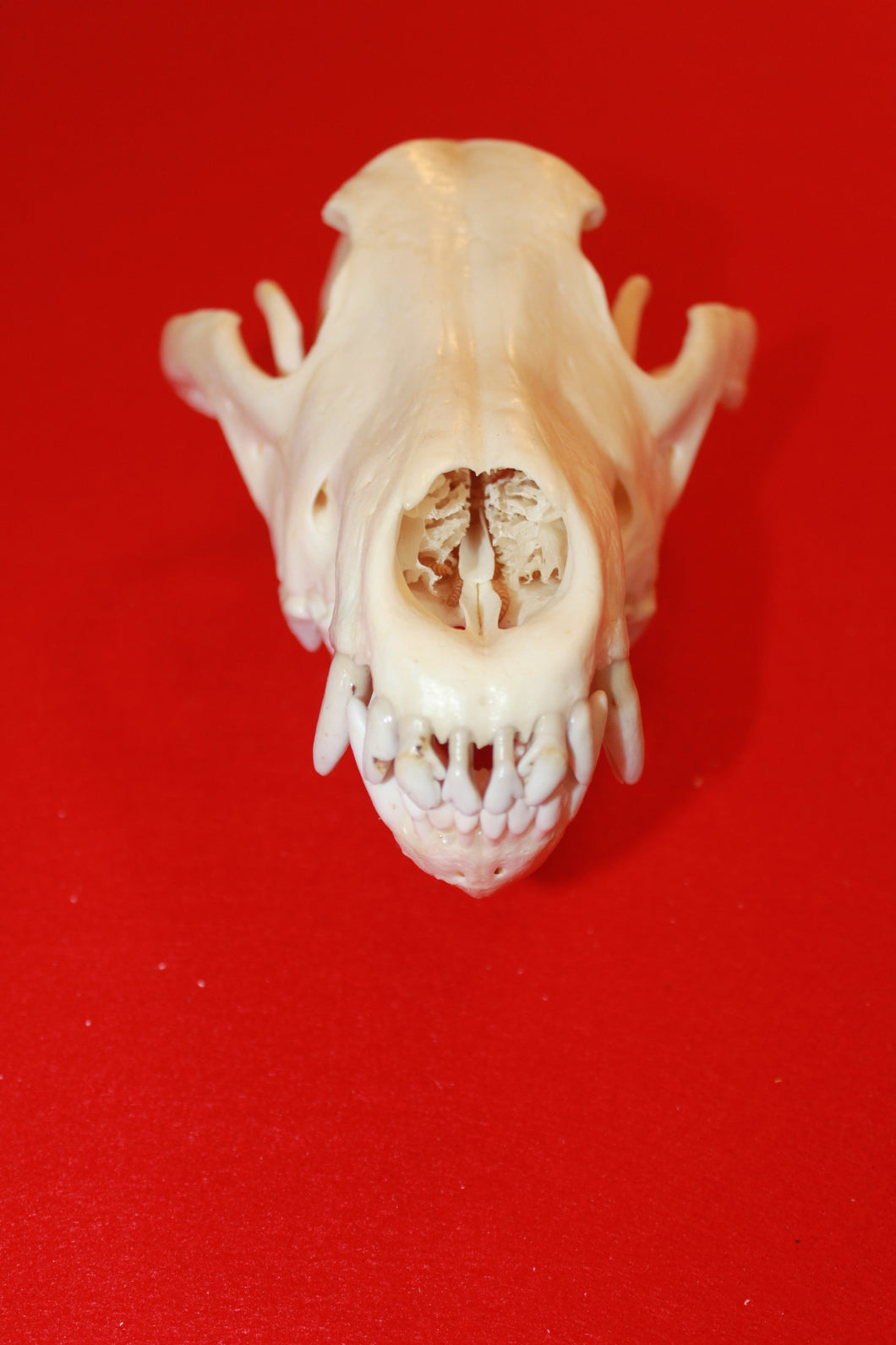 XXL Wolf Skull - 2021-10