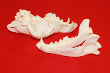 Load image into Gallery viewer, XXL Wolf Skull - 2021-10
