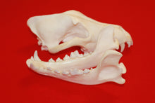 Load image into Gallery viewer, XXL Wolf Skull - 2021-10
