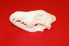 Load image into Gallery viewer, XL Wolf Skull - 2021-12
