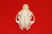 Load image into Gallery viewer, XL Wolf Skull - 2021-12
