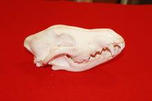 Load image into Gallery viewer, XL Wolf Skull - 2021-12
