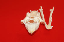 Load image into Gallery viewer, XL Wolf Skull - 2021-12
