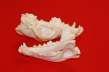 Load image into Gallery viewer, XL Wolf Skull - 2021-12
