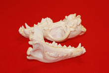 Load image into Gallery viewer, XL Wolf Skull - 2021-12
