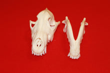 Load image into Gallery viewer, XL Wolf Skull - 2021-12
