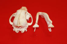 Load image into Gallery viewer, XL Wolf Skull - 2021-12
