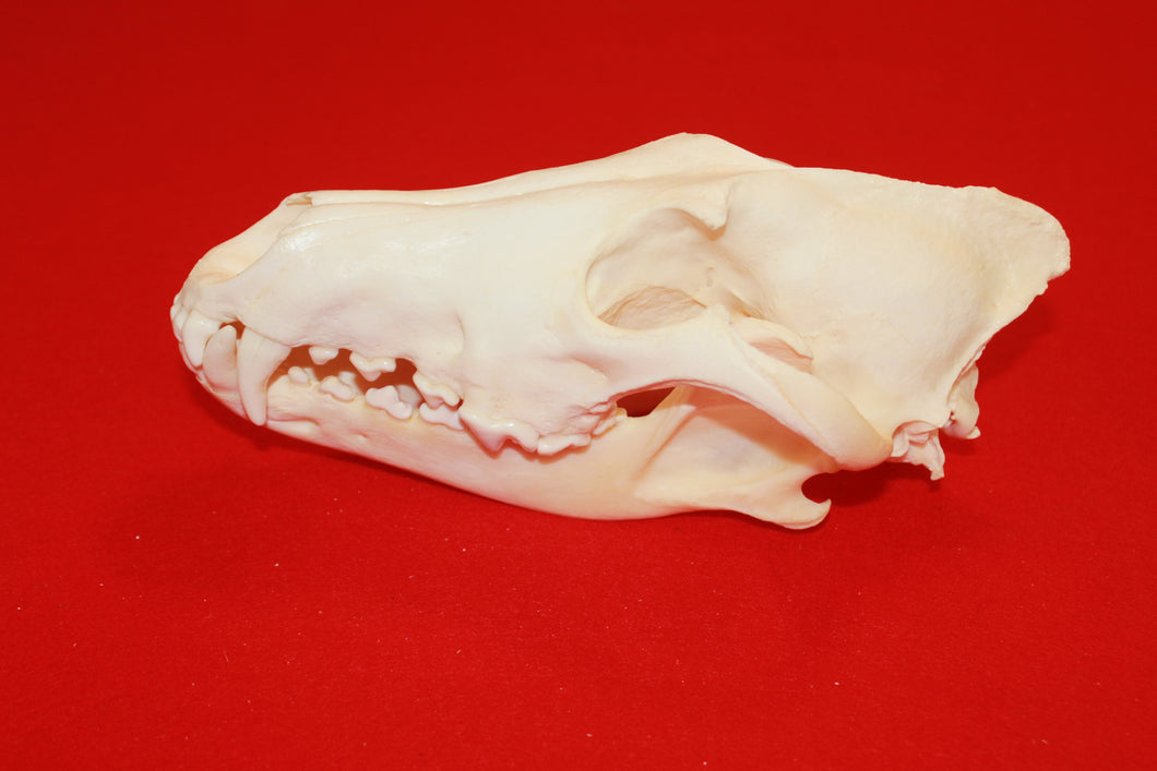 XXL Wolf Skull - 2021-19