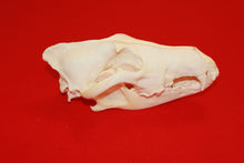 Load image into Gallery viewer, XXL Wolf Skull - 2021-19
