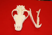 Load image into Gallery viewer, XXL Wolf Skull - 2021-19
