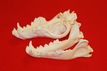 Load image into Gallery viewer, XXL Wolf Skull - 2021-19
