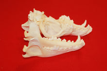 Load image into Gallery viewer, XXL Wolf Skull - 2021-19
