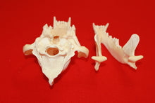 Load image into Gallery viewer, XXL Wolf Skull - 2021-19
