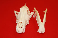 Load image into Gallery viewer, XXL Wolf Skull - 2021-19
