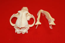 Load image into Gallery viewer, XXL Wolf Skull - 2021-19
