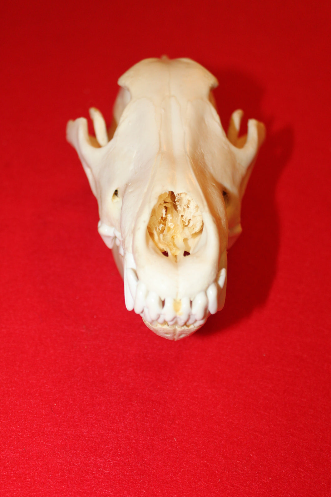 XL Wolf Skull - 2021-24