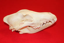 Load image into Gallery viewer, XL Wolf Skull - 2021-24
