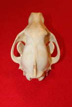 Load image into Gallery viewer, XL Wolf Skull - 2021-24
