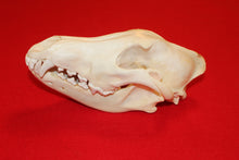 Load image into Gallery viewer, XL Wolf Skull - 2021-24
