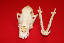 Load image into Gallery viewer, XL Wolf Skull - 2021-24
