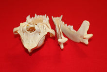 Load image into Gallery viewer, XL Wolf Skull - 2021-24
