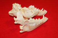 Load image into Gallery viewer, XL Wolf Skull - 2021-24
