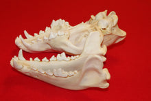 Load image into Gallery viewer, XL Wolf Skull - 2021-24
