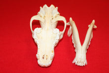 Load image into Gallery viewer, XL Wolf Skull - 2021-24
