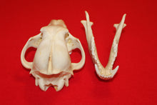 Load image into Gallery viewer, XL Wolf Skull - 2021-24
