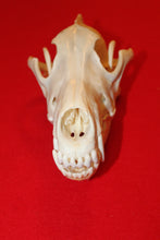 Load image into Gallery viewer, XXL Wolf Skull - 2021-26
