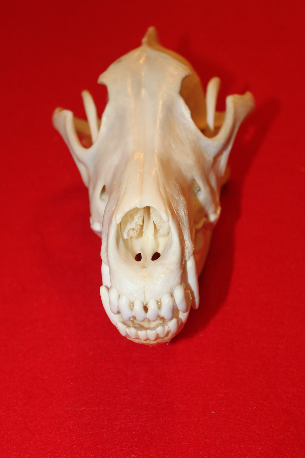 XXL Wolf Skull - 2021-26