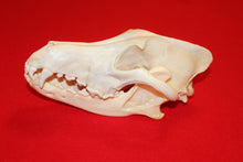 Load image into Gallery viewer, XXL Wolf Skull - 2021-26
