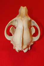 Load image into Gallery viewer, XXL Wolf Skull - 2021-26
