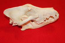 Load image into Gallery viewer, XXL Wolf Skull - 2021-26
