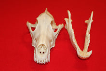 Load image into Gallery viewer, XXL Wolf Skull - 2021-26
