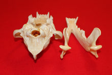 Load image into Gallery viewer, XXL Wolf Skull - 2021-26
