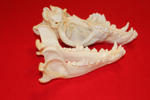 Load image into Gallery viewer, XXL Wolf Skull - 2021-26
