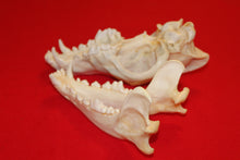 Load image into Gallery viewer, XXL Wolf Skull - 2021-26
