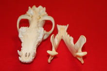 Load image into Gallery viewer, XXL Wolf Skull - 2021-26
