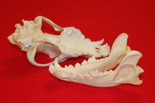 Load image into Gallery viewer, XXL Wolf Skull - 2021-26
