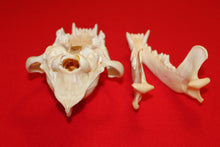 Load image into Gallery viewer, XXL Wolf Skull - 2021-26
