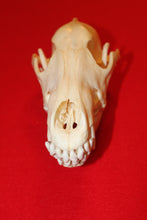 Load image into Gallery viewer, Large Wolf Skull - 2021-29
